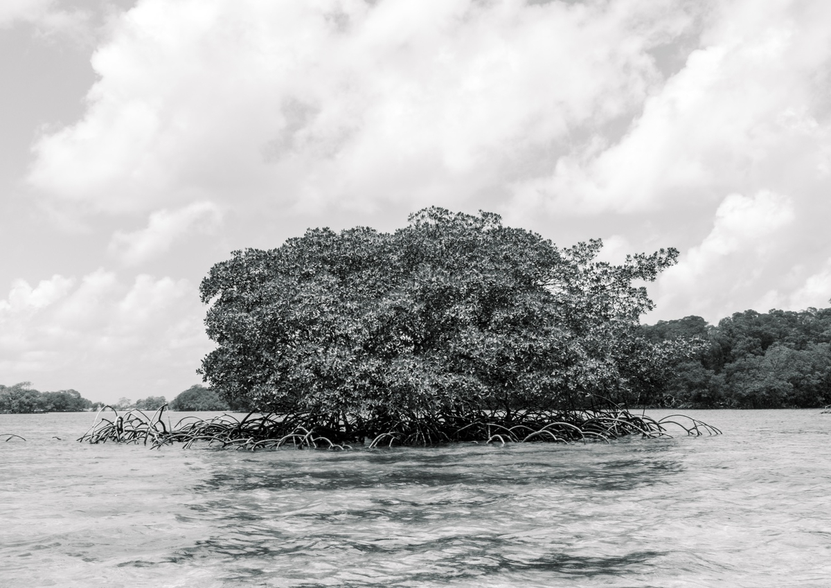 Quadro Mangrove Tree