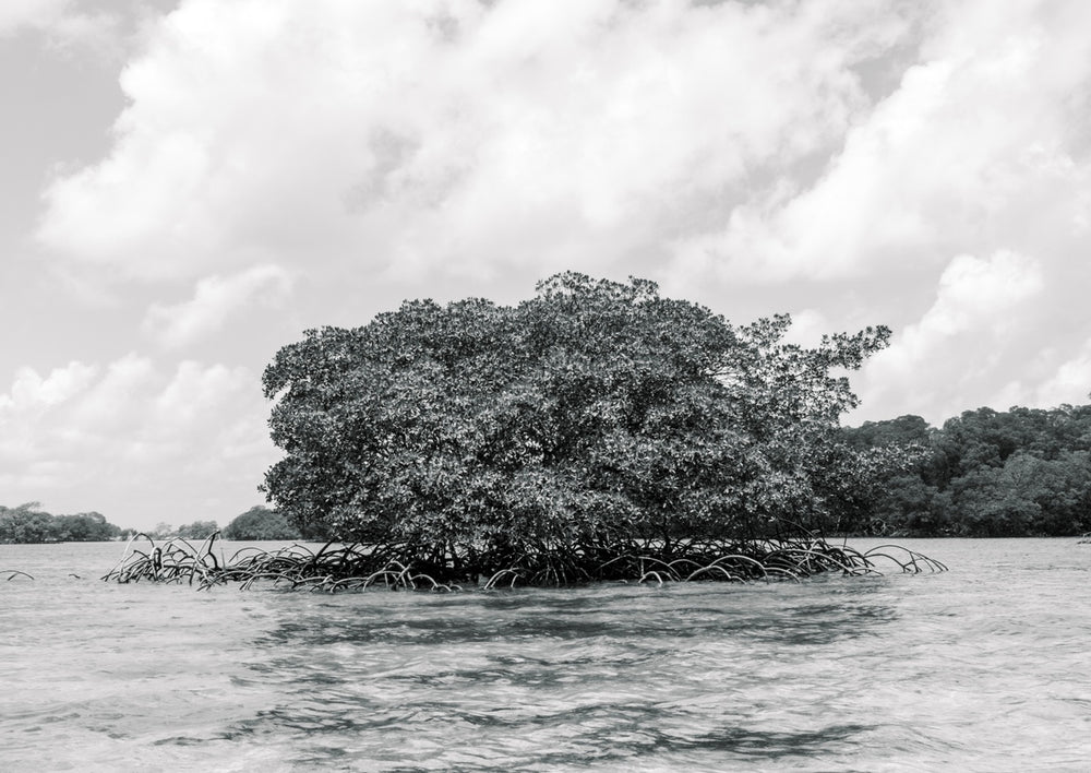 Quadro Mangrove Tree