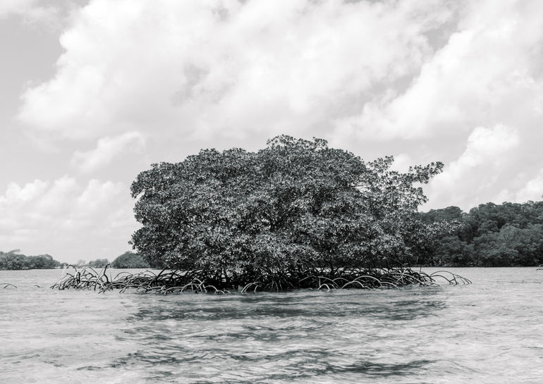 Quadro Mangrove Tree