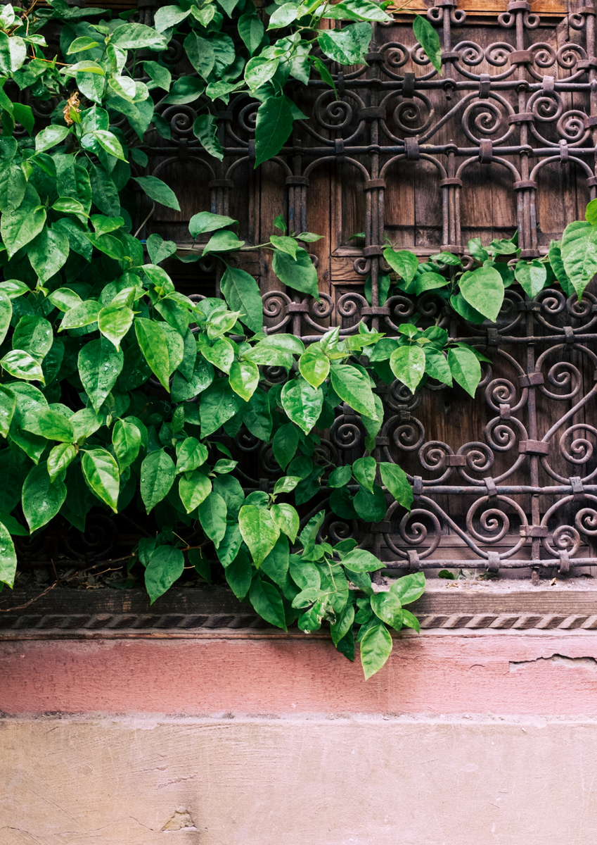 Quadro Marrakech Plants