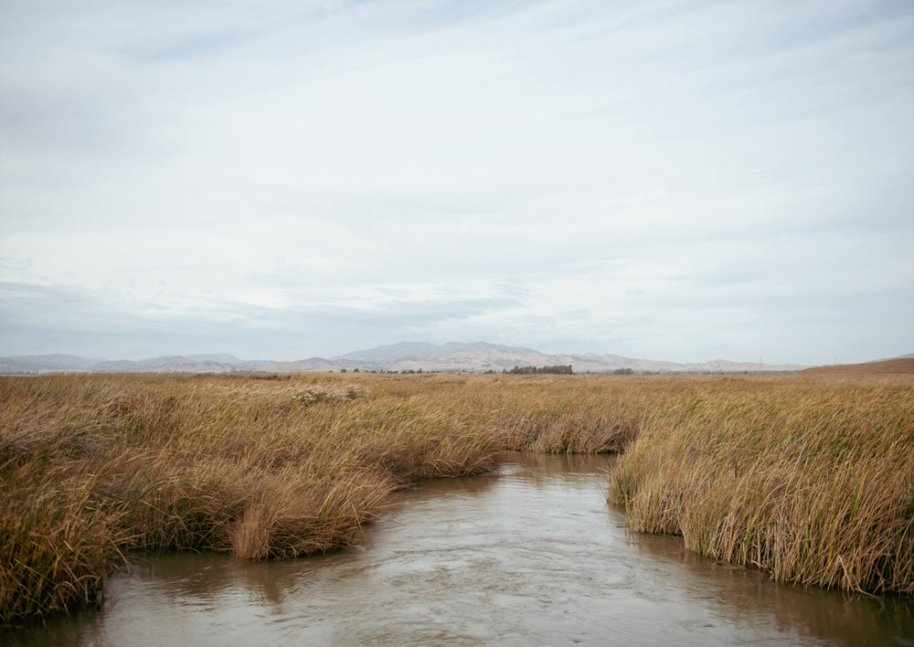 Quadro Marshland No.1 by Crystal Lynn Collins