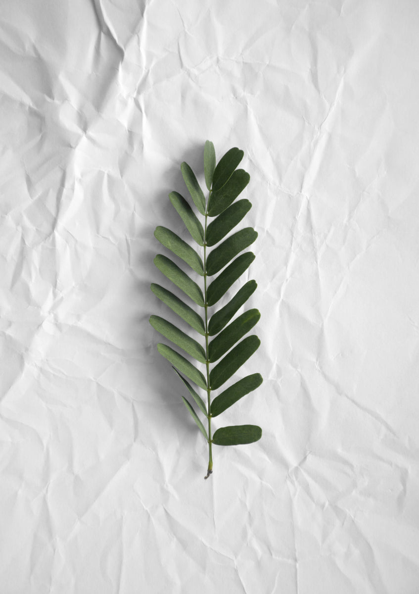 Quadro Minimal Forest Love