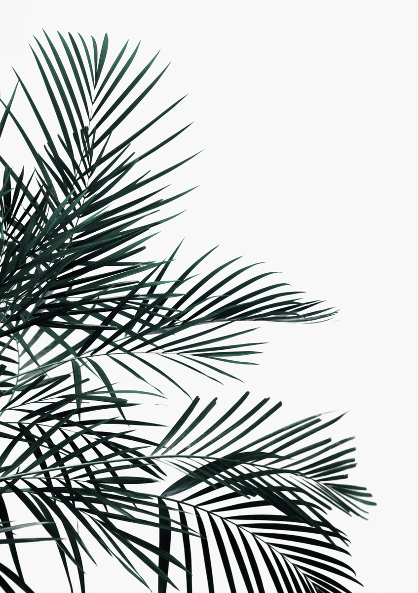 Quadro Minimal Palm Leaf