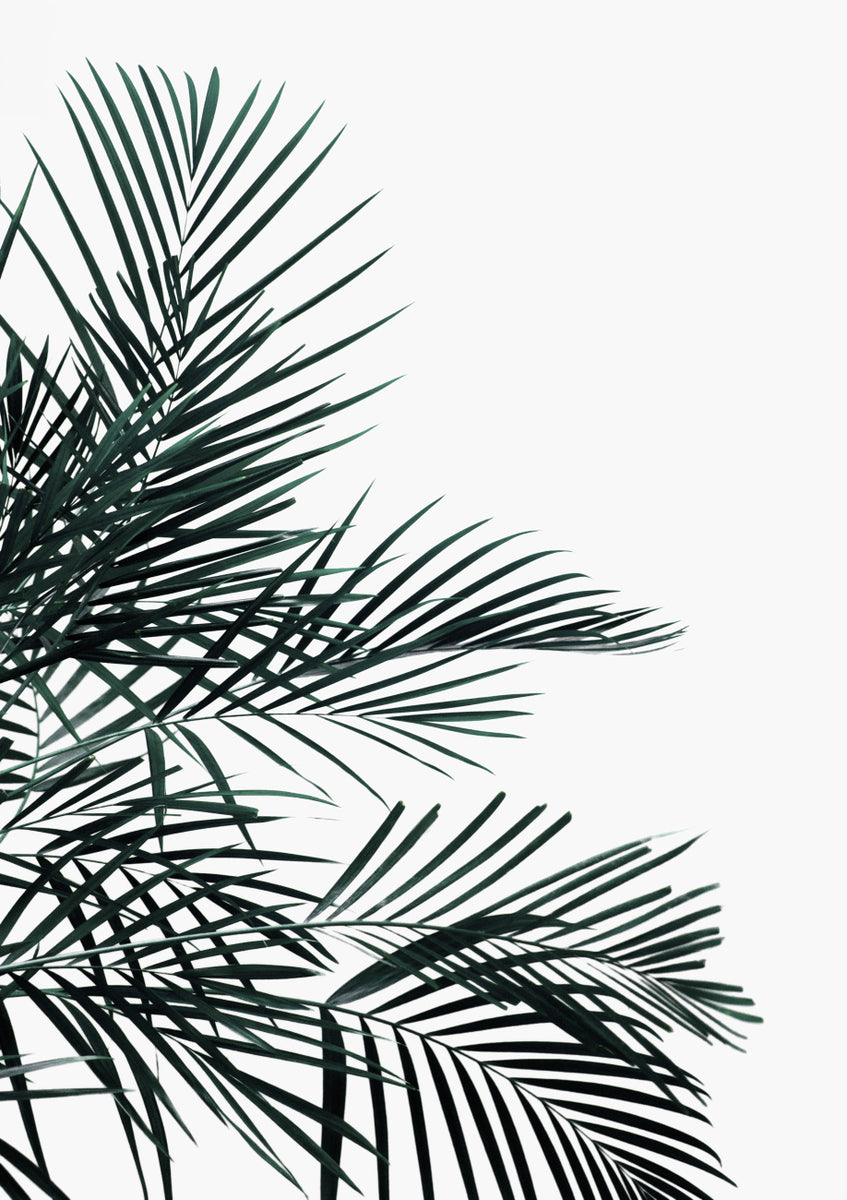Quadro Minimal Palm Leaf