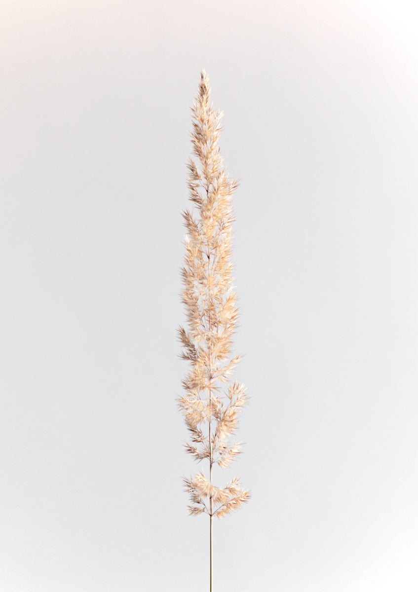 Quadro Minimal Pampas Grass on White