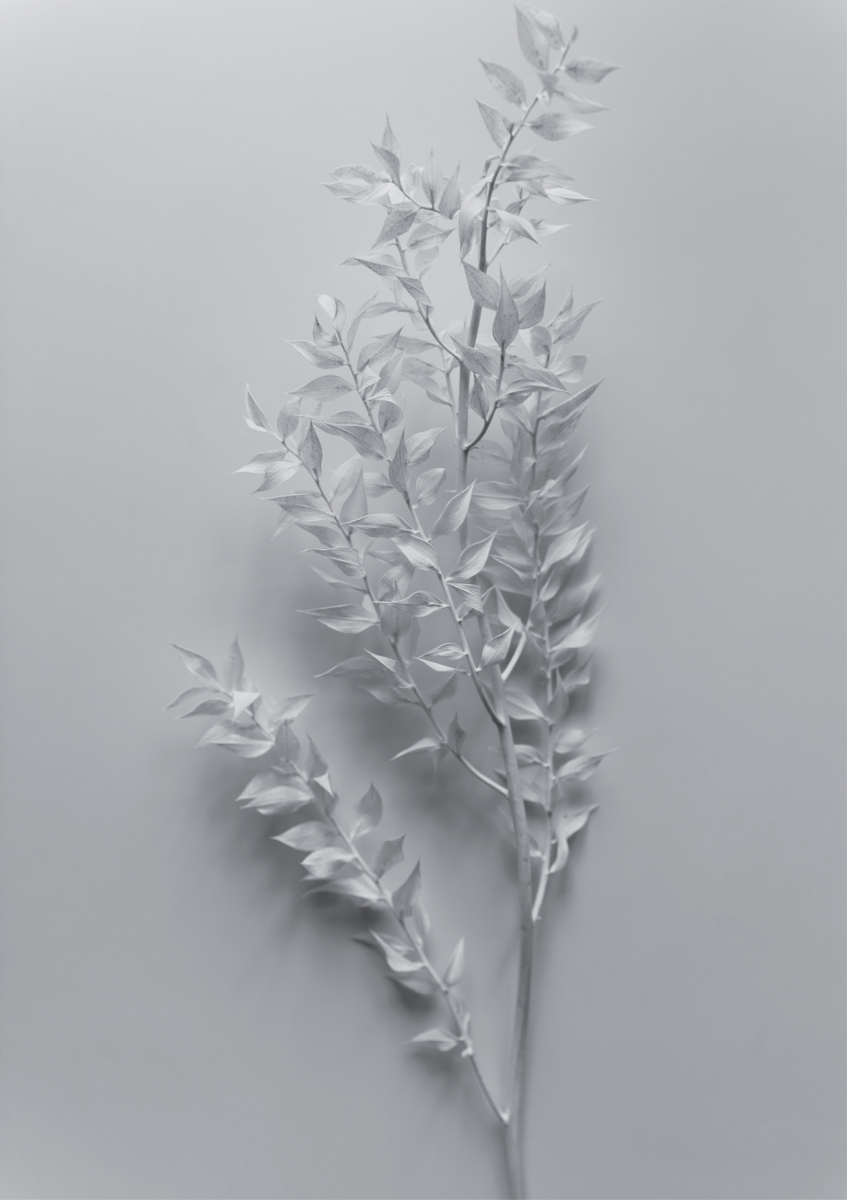 Quadro Mininal White Branch