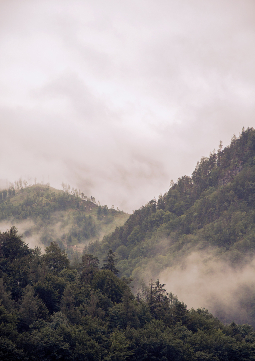 Quadro Misty Moody Woods