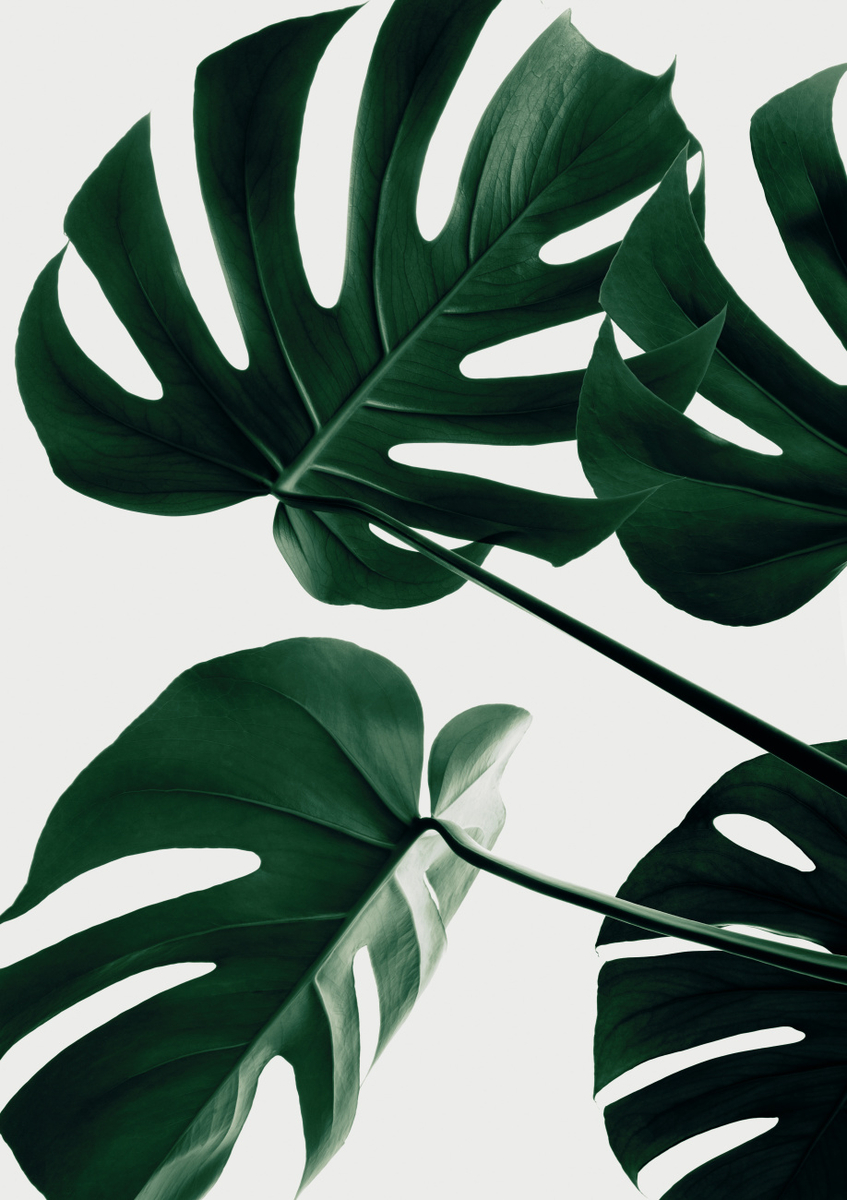 Quadro Monstera Natural 43 By 1x Studio