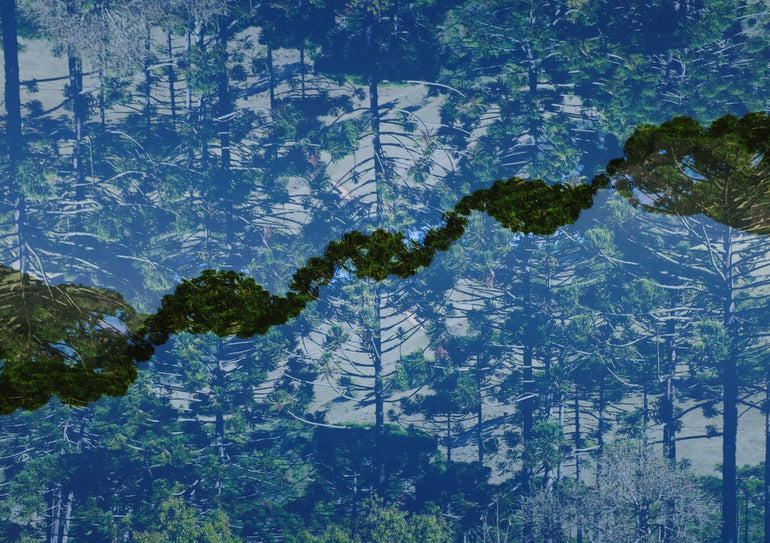 Quadro Montanha de Araucárias