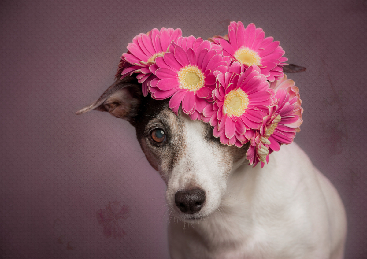 Quadro Mrs. Spring by Heike Willers
