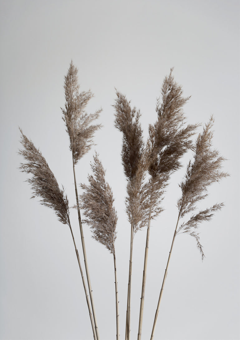 Quadro Natural Pampas Reed