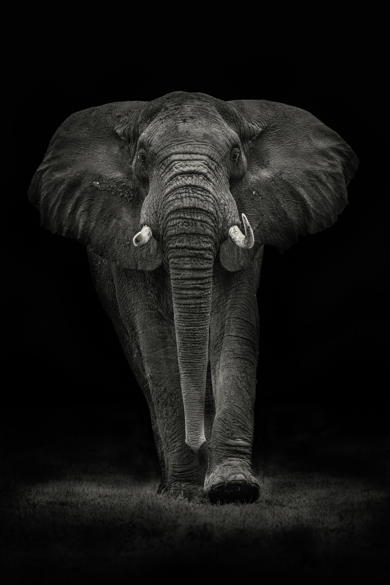 Quadro Ngorongoro Bull