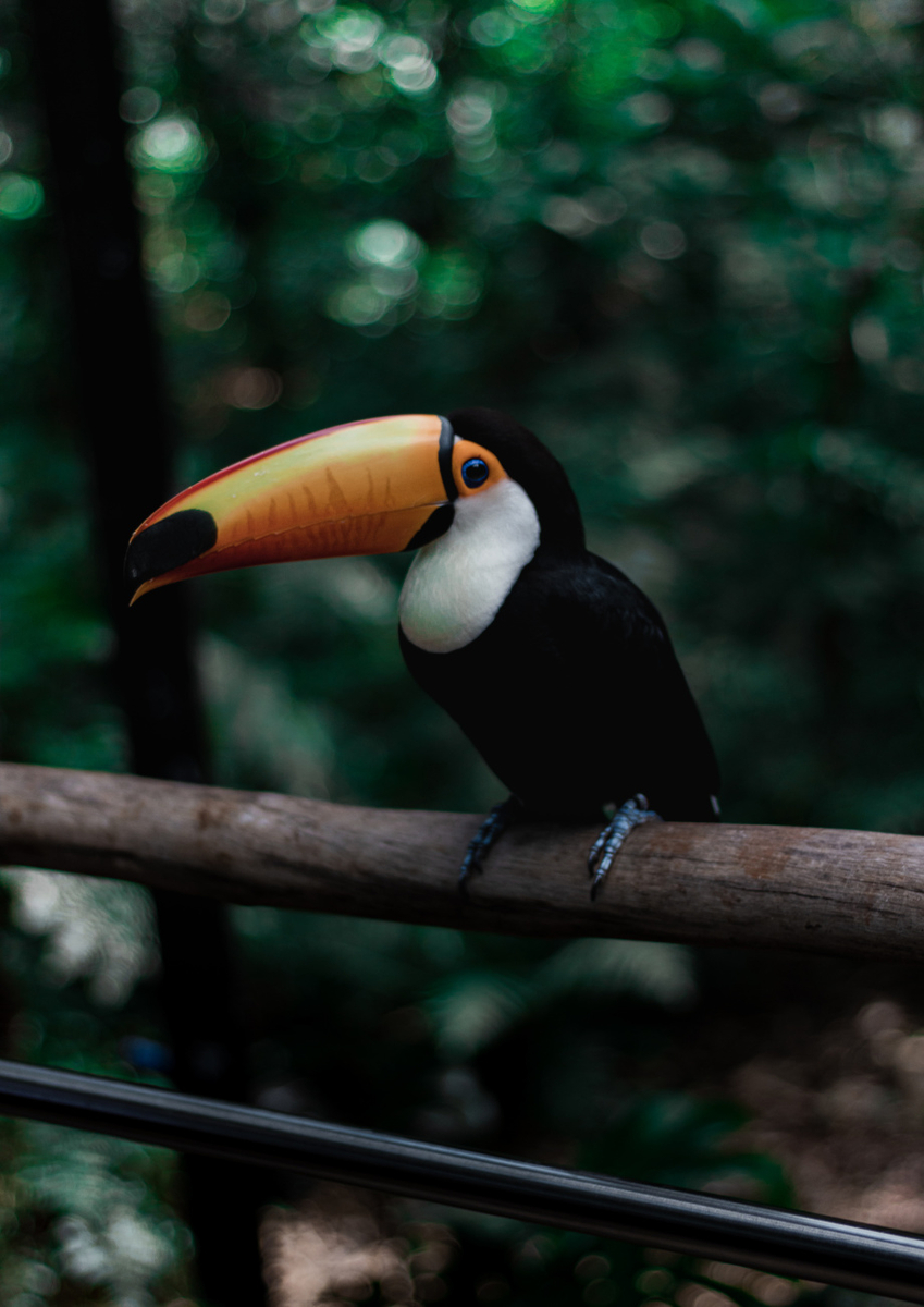 Quadro O Tucano do Parque