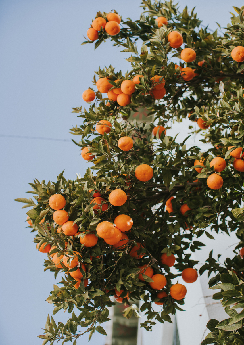 Quadro Oranges in Seville
