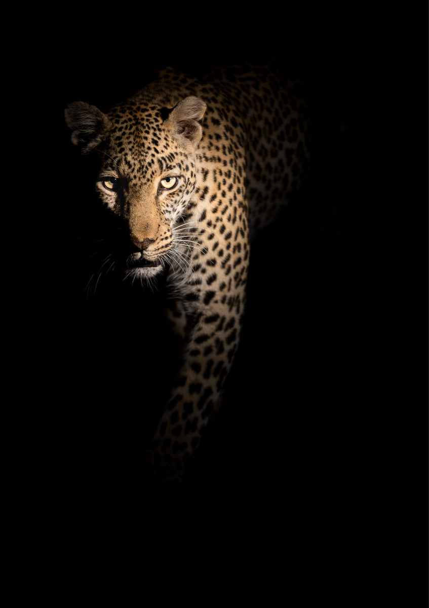 Quadro Out of the Darkness by Richard Guijt