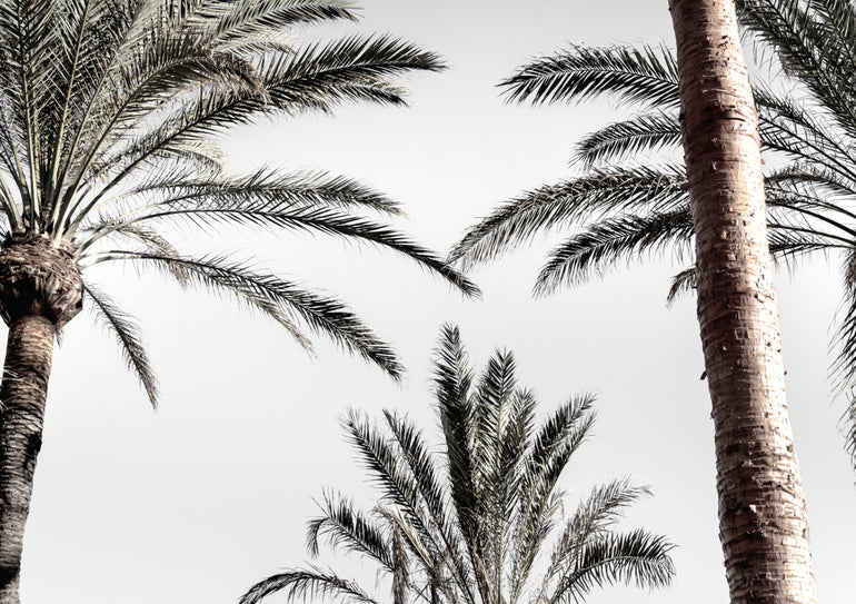 Quadro Palm 007 By 1x Studio