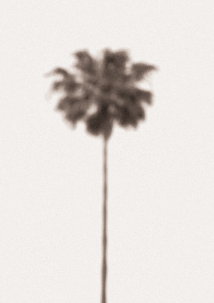 Quadro Palm Blury