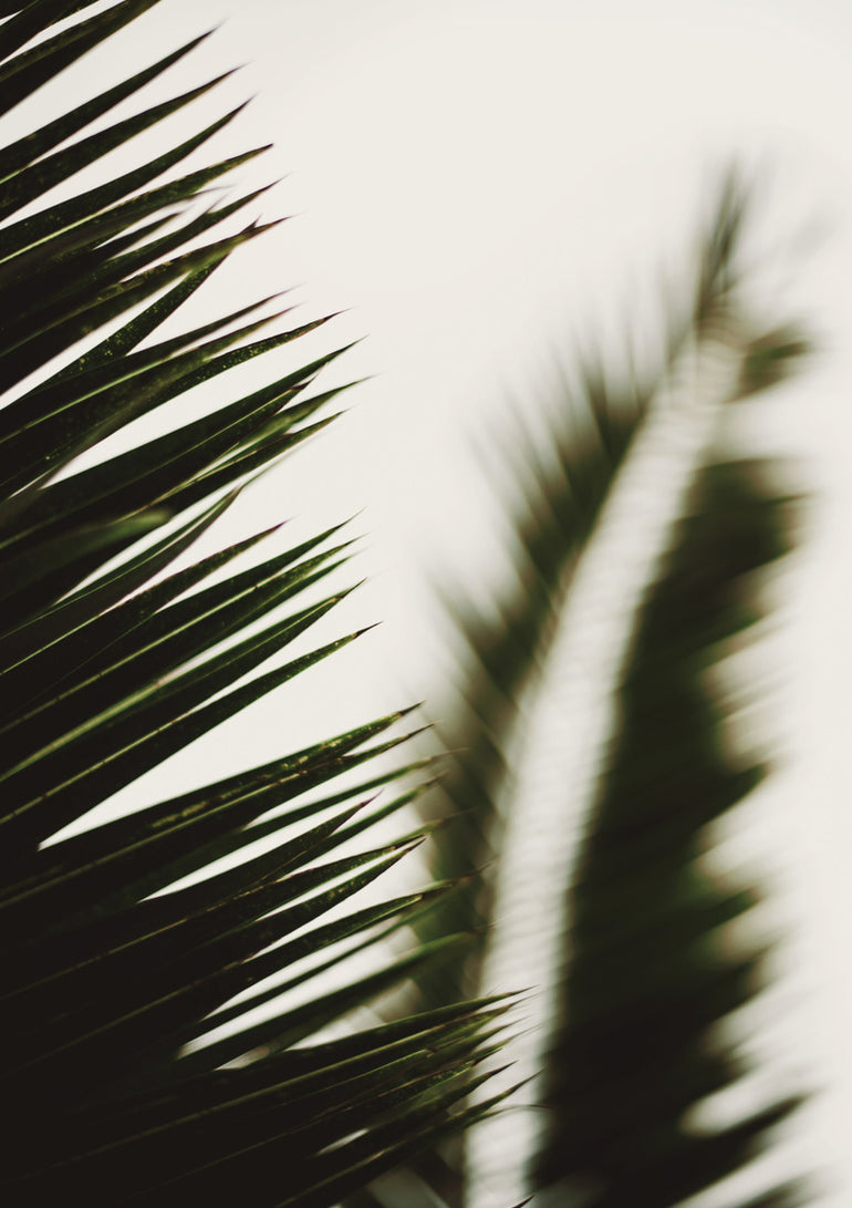 Quadro Palm Branches I