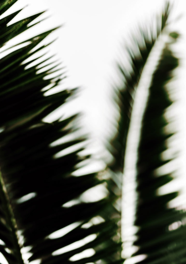 Quadro Palm Branches II