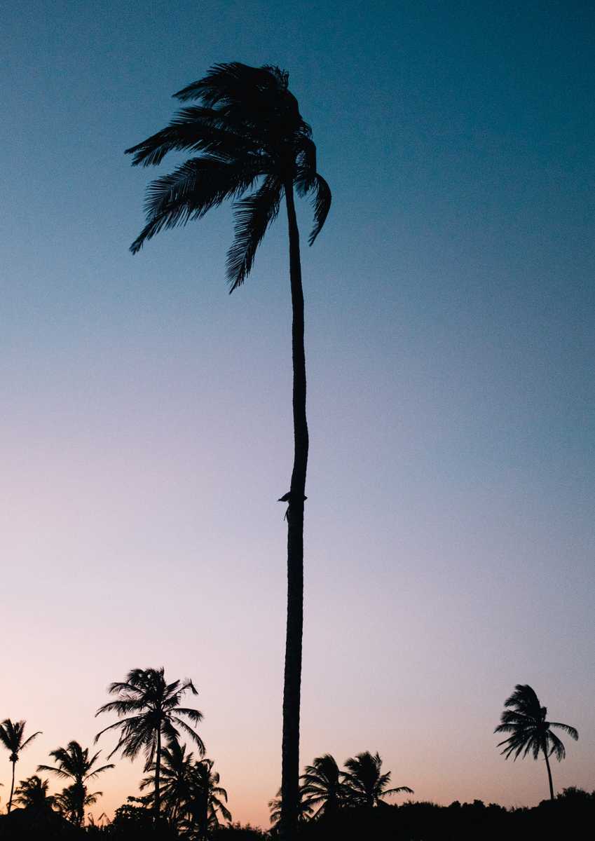Quadro Palm Tree At Sunset