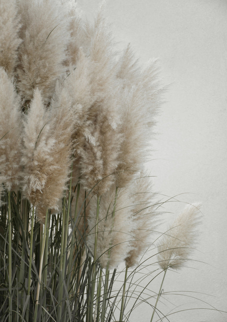 Quadro Pampas Grass Cloudy Heaven