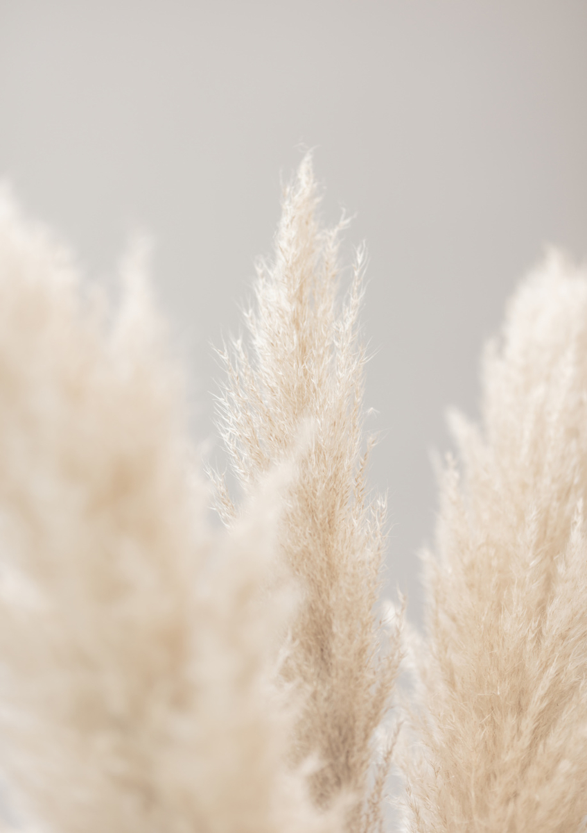 Quadro Pampas Grass Grey 04 By 1x Studio