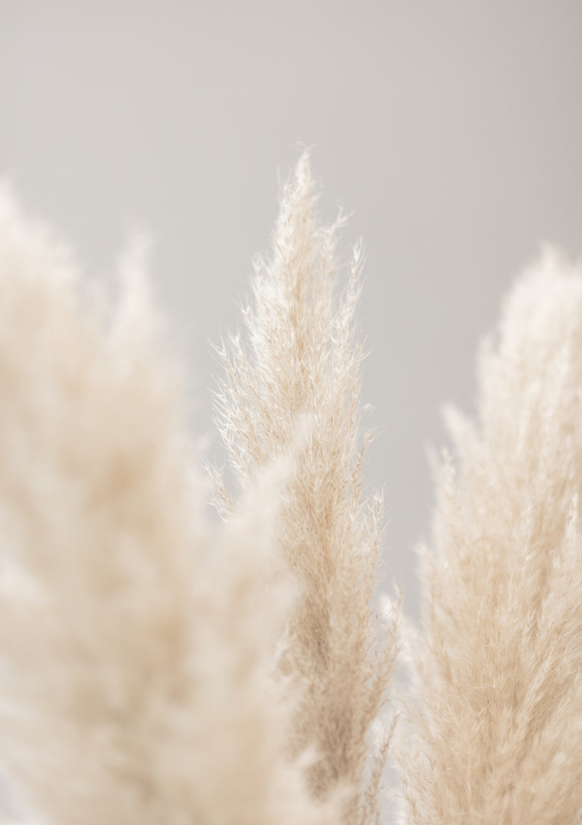Quadro Pampas Grass Grey 04 By 1x Studio