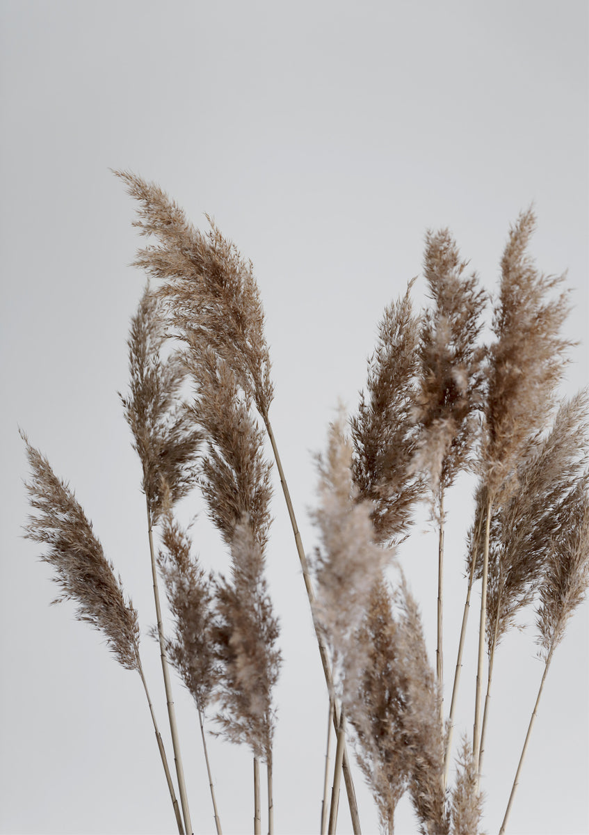 Quadro Pampas Reed in the Wind