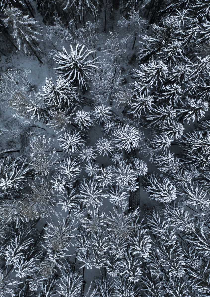 Quadro Path Through the Winter Forest
