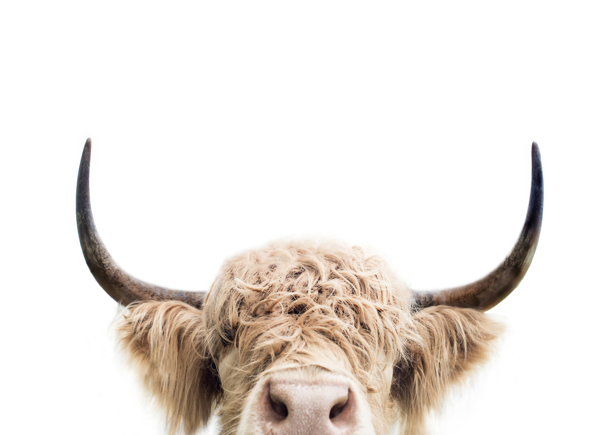 Quadro Peeking Cow 2