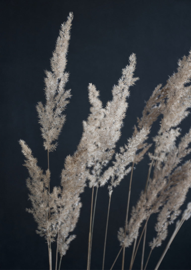 Quadro Perfect Pampas in the Dark