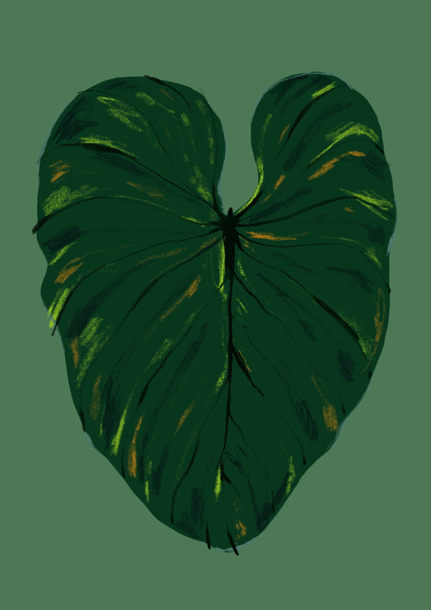 Quadro Philodendron Gloriosum Green