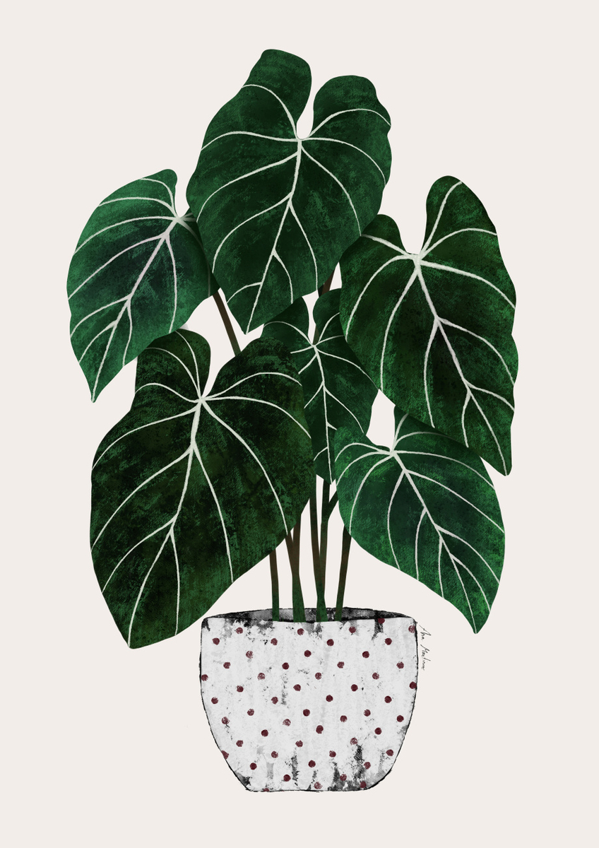Quadro Philodendron Plant
