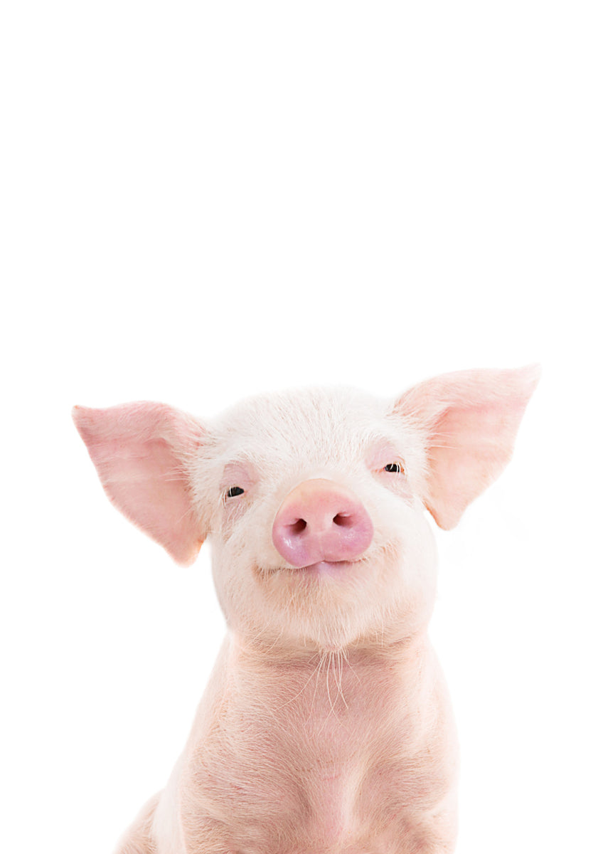 Quadro Piglet