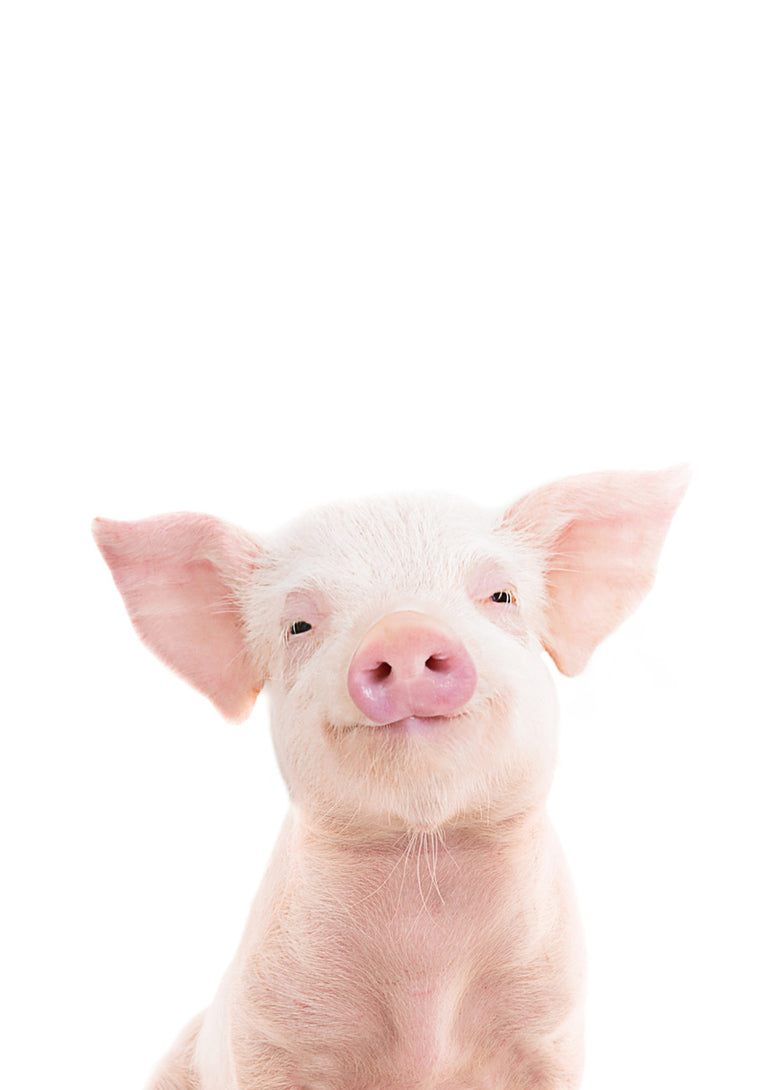 Quadro Piglet