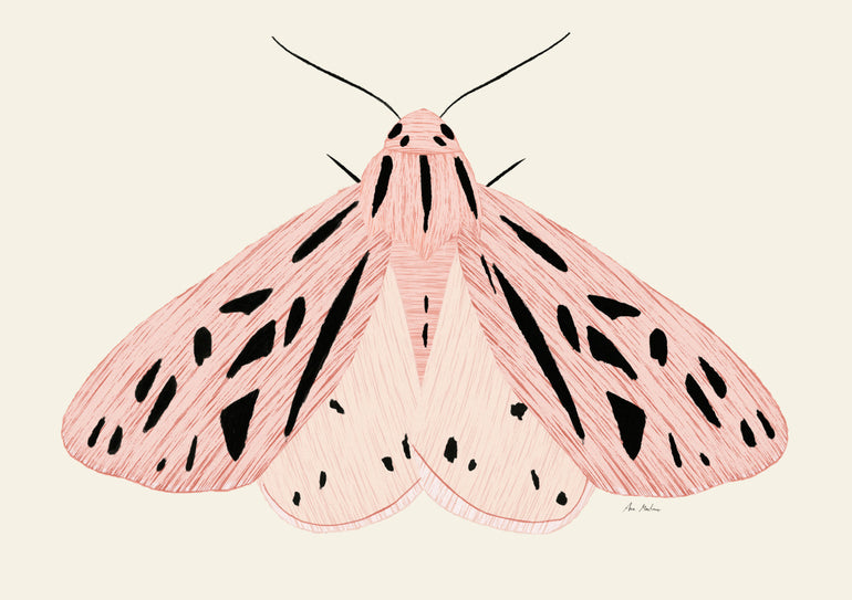 Quadro Pink Moth