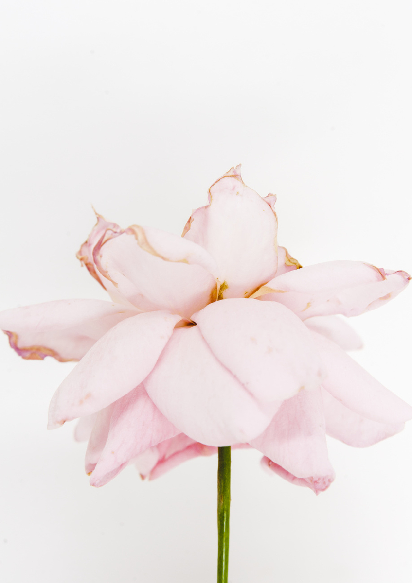Quadro Pink Rose