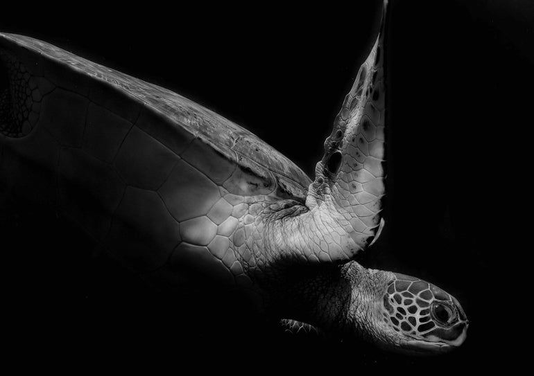 Quadro Portrait of a Sea Turtle in Black and White II