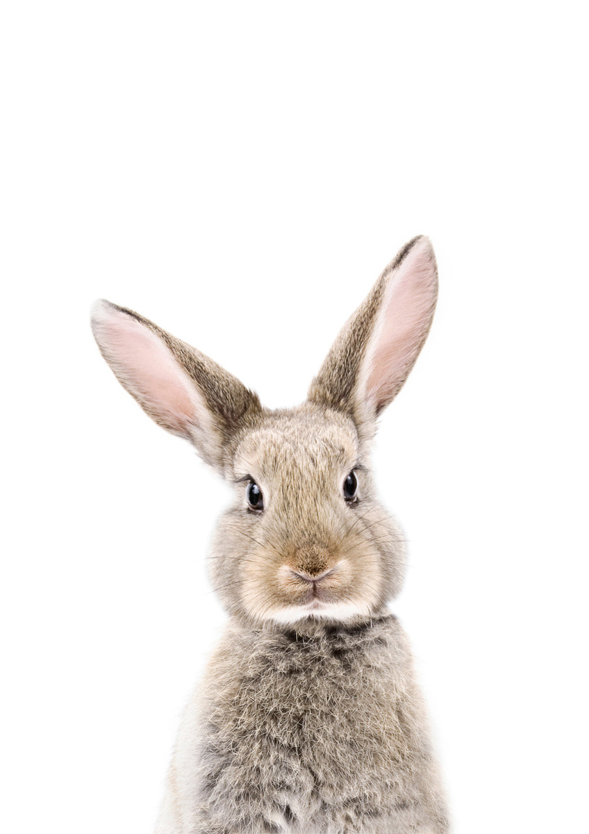 Quadro Rabbit