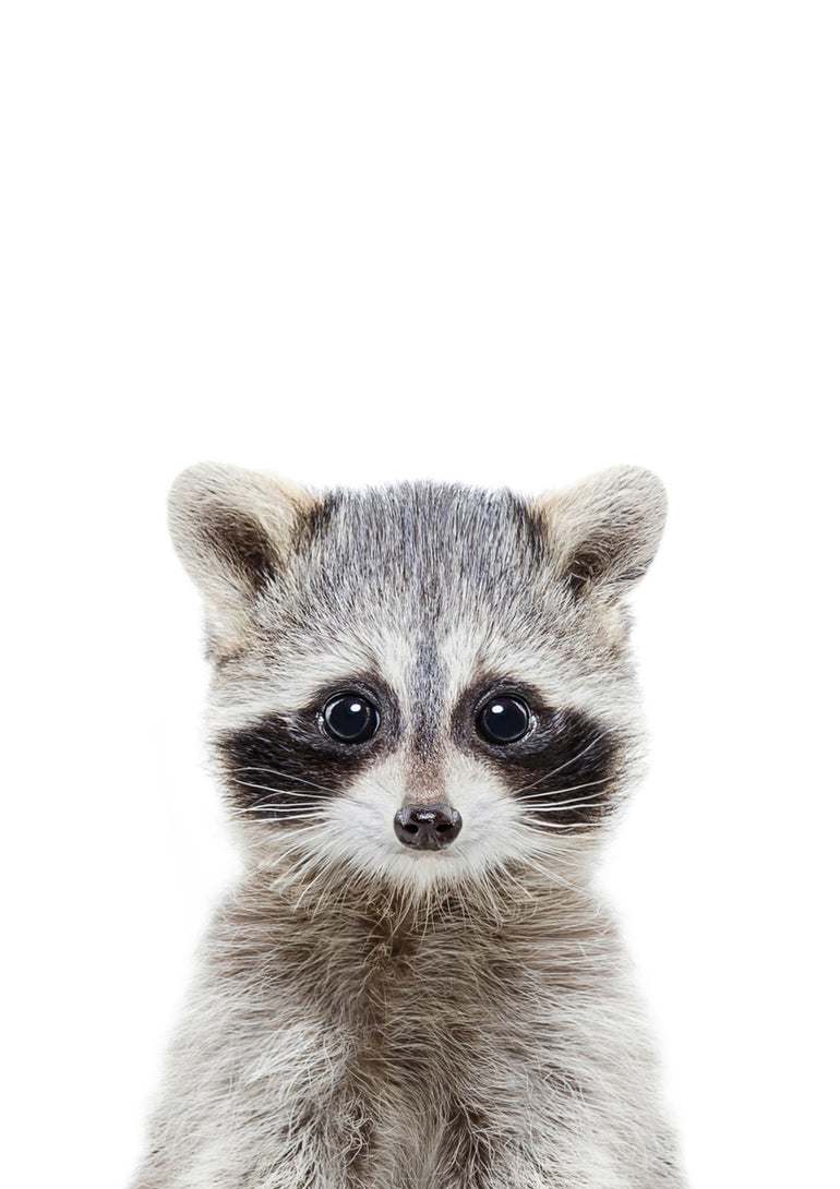 Quadro Raccoon