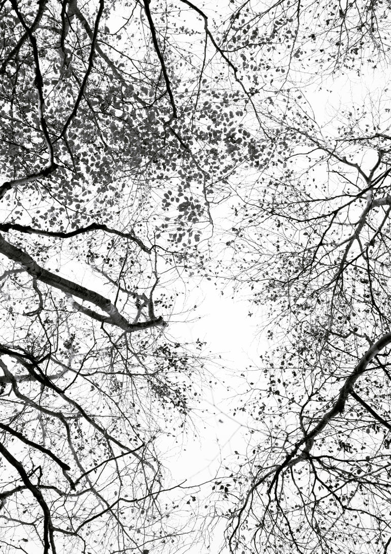 Quadro Reaching Into the Sky