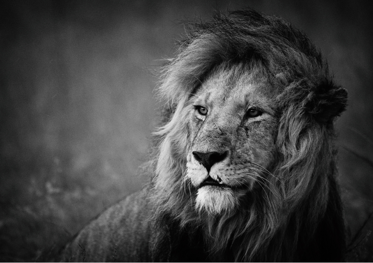 Quadro Regal by Mohammed Alnaser