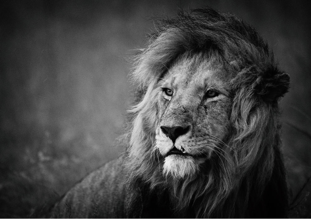 Quadro Regal by Mohammed Alnaser