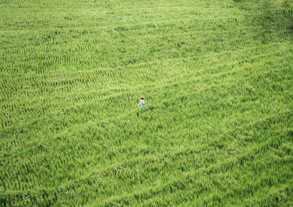 Quadro Ritmos do Campo