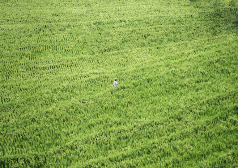 Quadro Ritmos do Campo