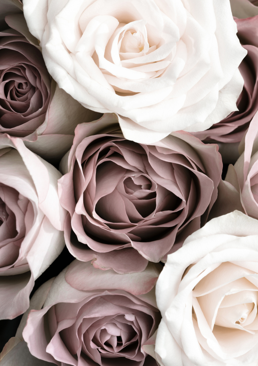 Quadro Roses By 1x Studio III