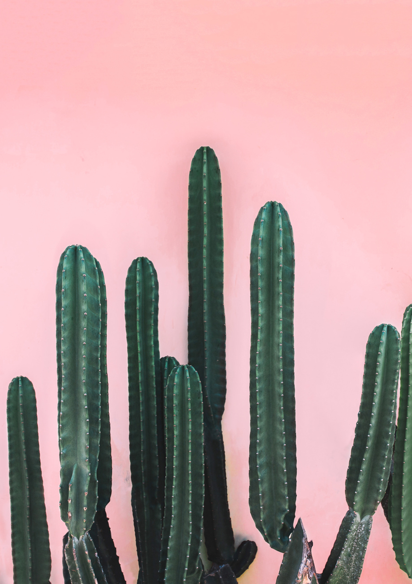 Quadro Saguaro