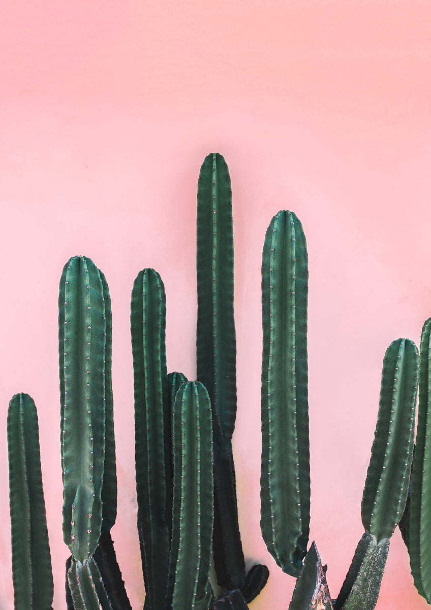 Quadro Saguaro