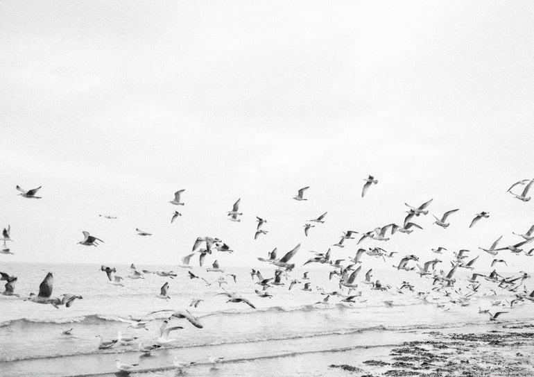 Quadro Seagulls - Coastal Black and White