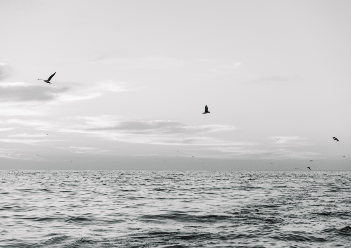 Quadro Seagulls Flying